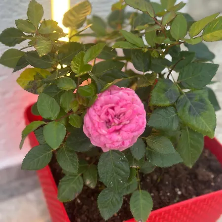 Reni Risi Πανσιόν